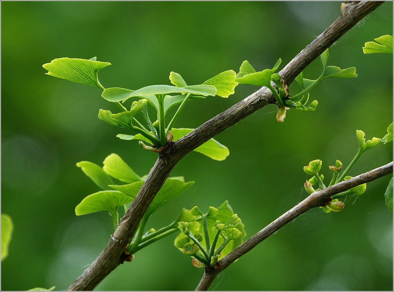 Image of Ginkgo biloba specimen.