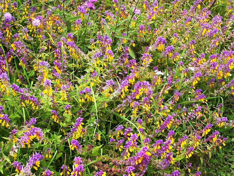 Image of Melampyrum nemorosum specimen.