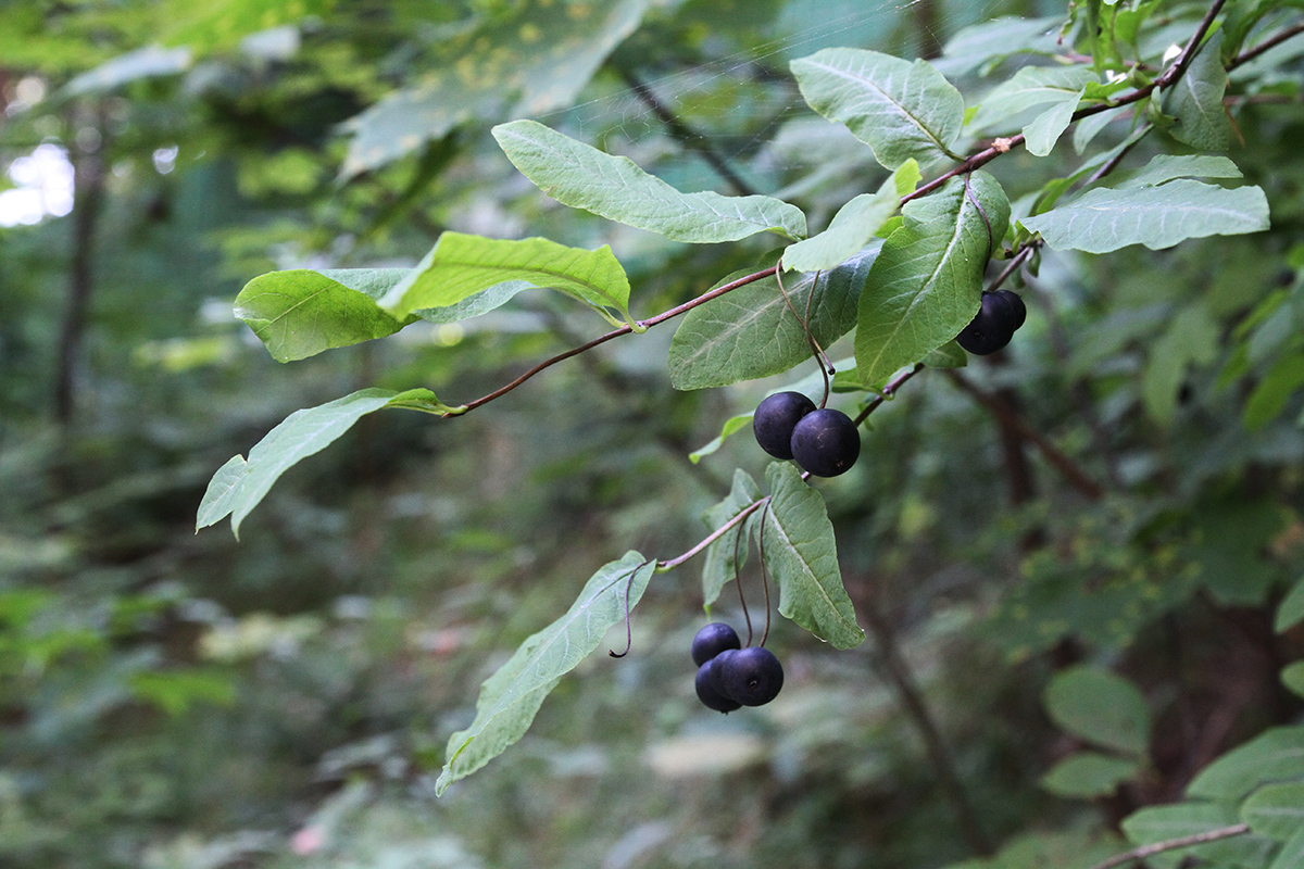 Image of Lonicera nigra specimen.