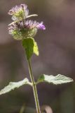 род Clinopodium. Верхушка отцветающего растения. Краснодарский край, Пшадский сельский округ, окр. с. Криница, ущ. Грекова щель, сосновый лес на склоне горы. 09.07.2022.