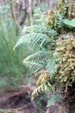 class Polypodiopsida. Вегетирующее растение. Австралия, штат Тасмания, заповедник \"Arthur-Pieman\". 27.12.2010.