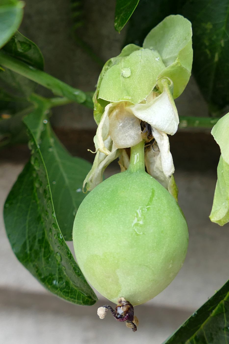 Изображение особи Passiflora caerulea.