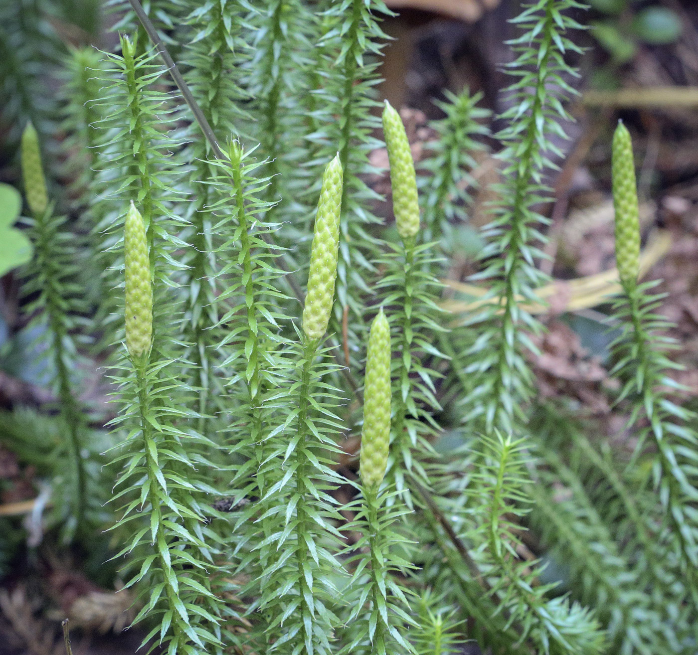 Изображение особи Lycopodium annotinum.