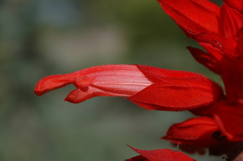 Изображение особи Salvia splendens.