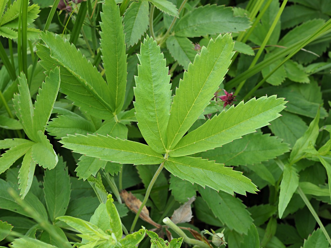 Image of Comarum palustre specimen.