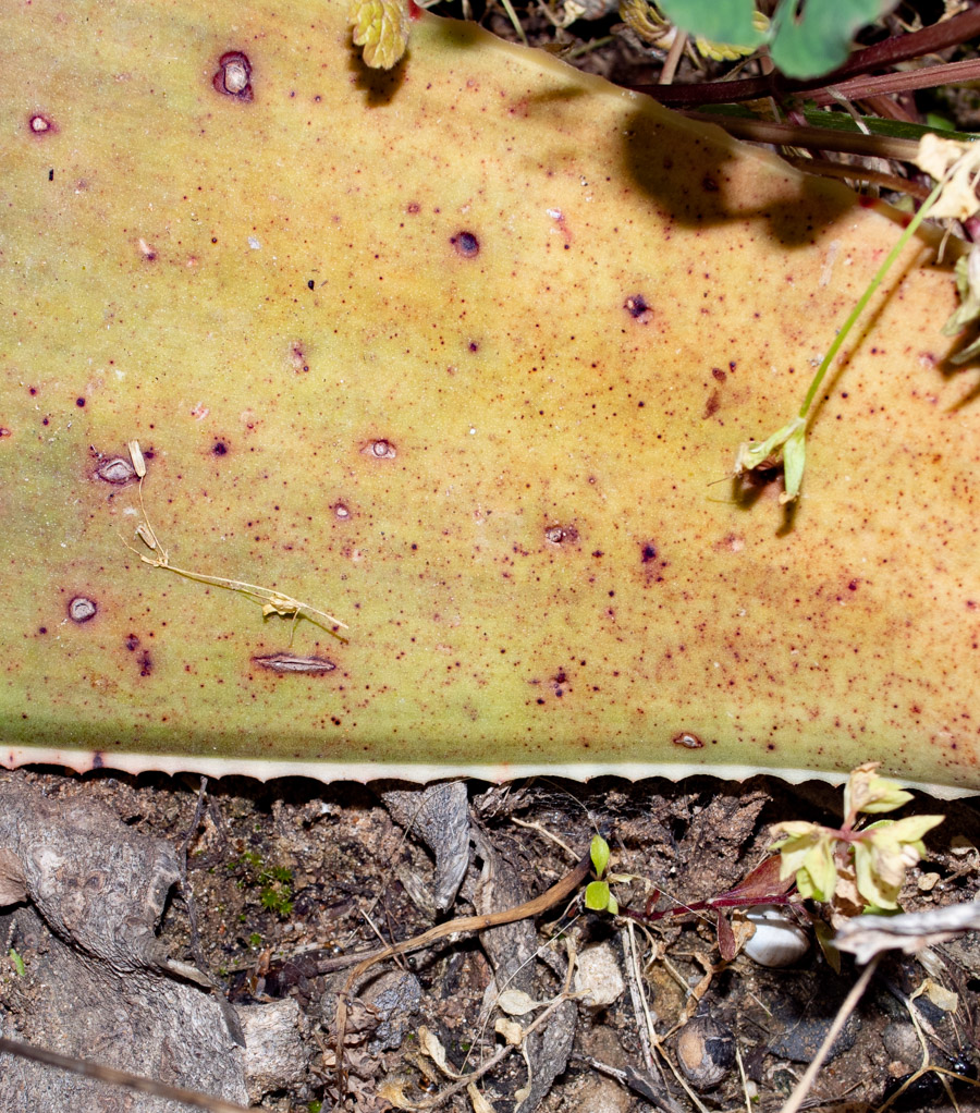 Изображение особи Aloe striata.