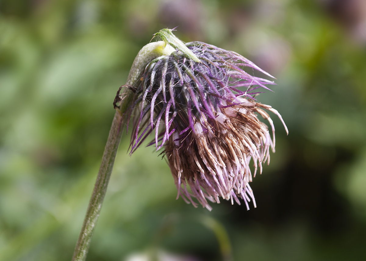 Image of Cirsium kamtschaticum specimen.