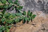 Polygonum alpestre