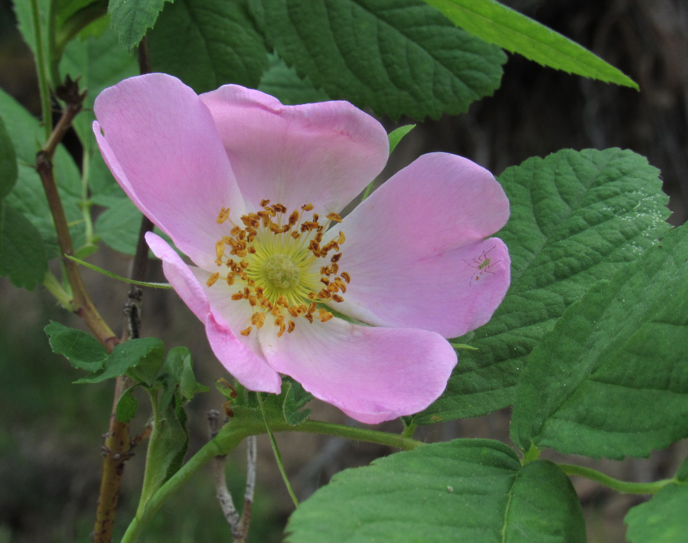 Image of Rosa balachtensis specimen.