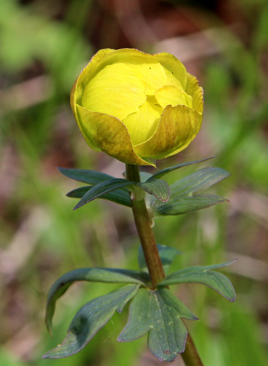 Изображение особи Trollius europaeus.