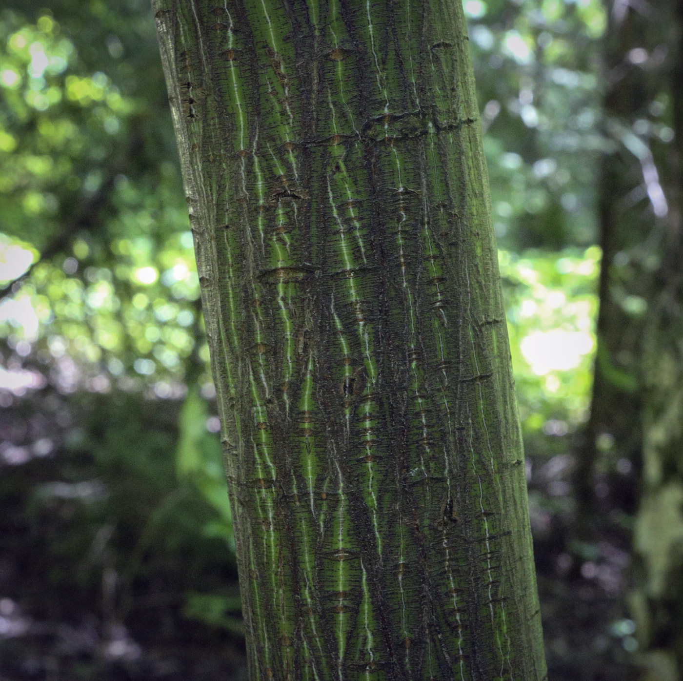 Image of Acer tegmentosum specimen.