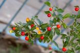 Solanum pseudocapsicum