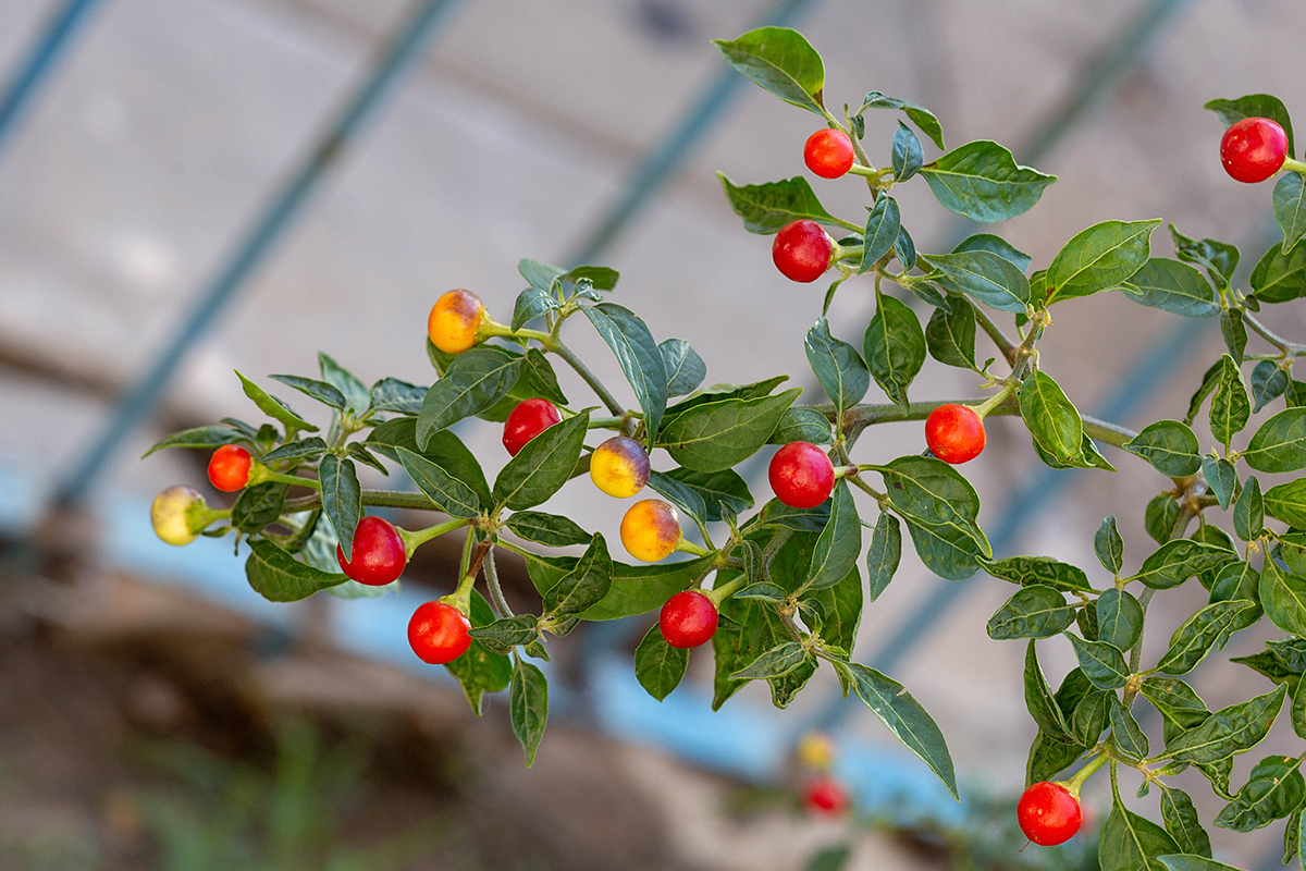 Изображение особи Solanum pseudocapsicum.