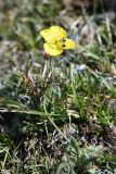 Papaver croceum