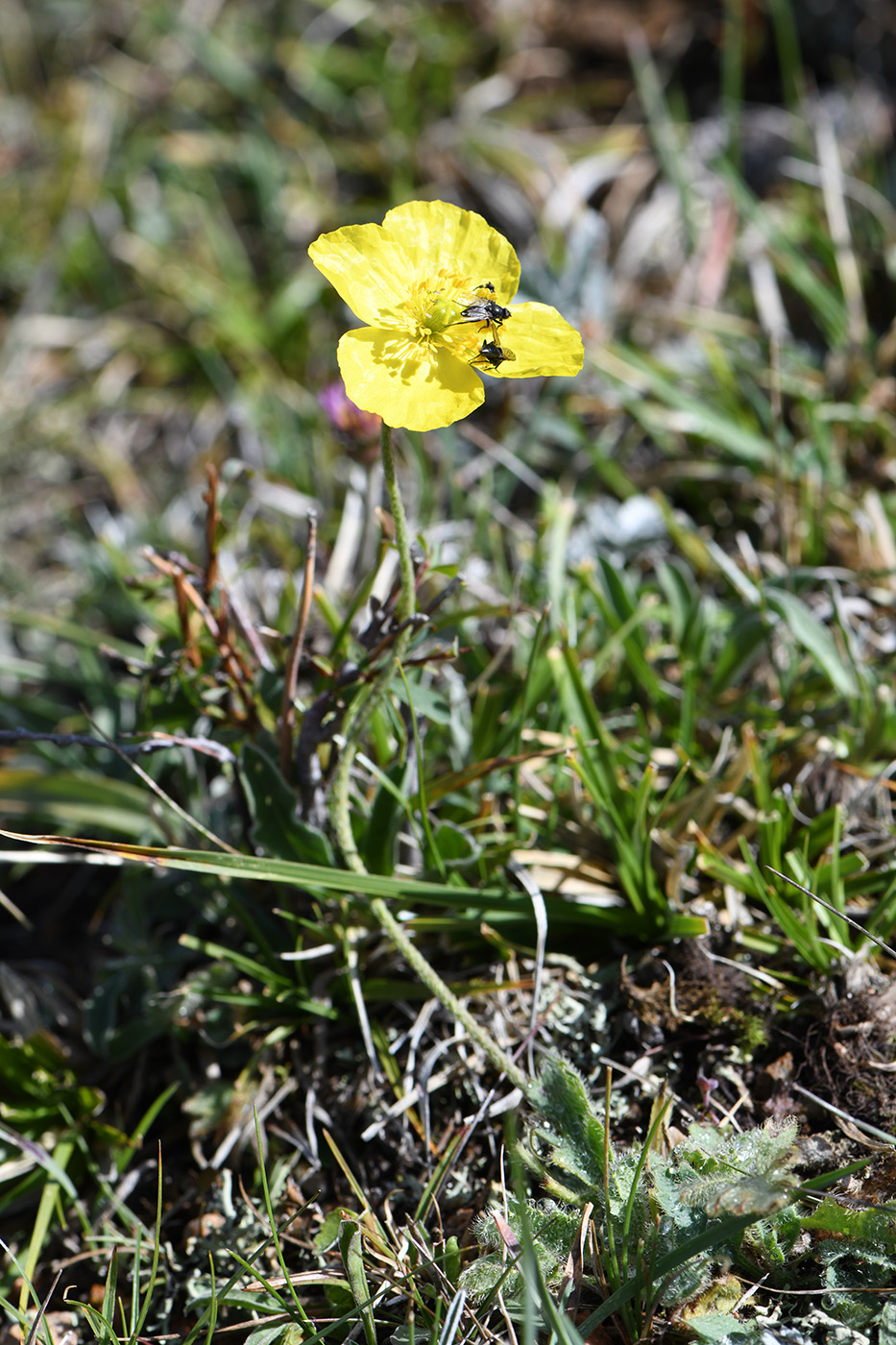 Изображение особи Papaver croceum.