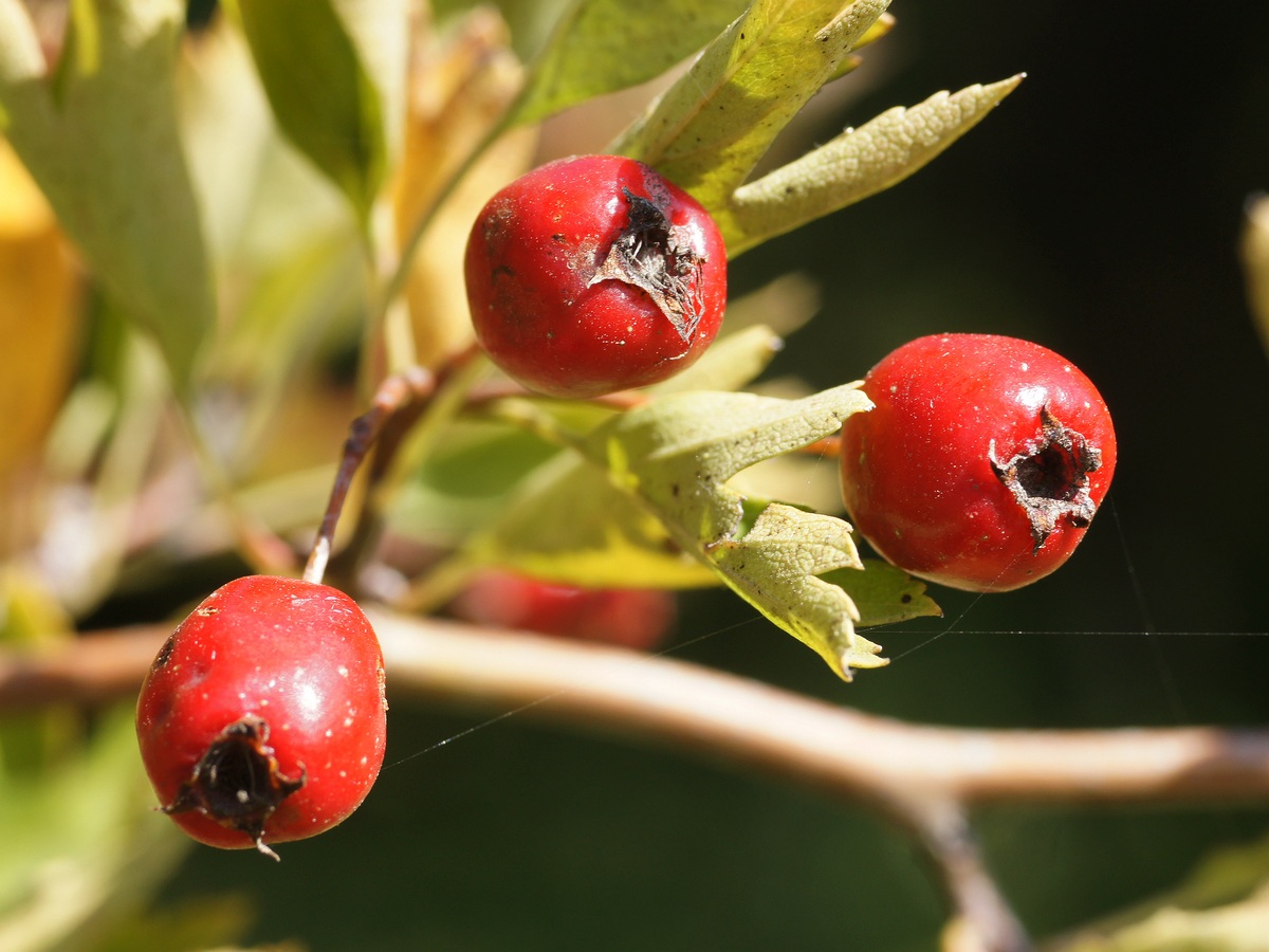 Image of genus Crataegus specimen.