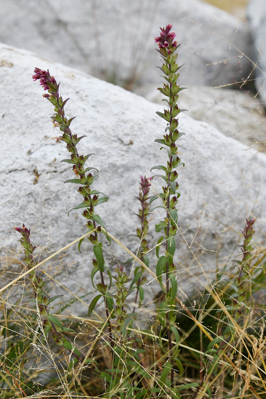 Изображение особи Odontites vulgaris.