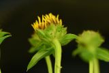 Inula aspera