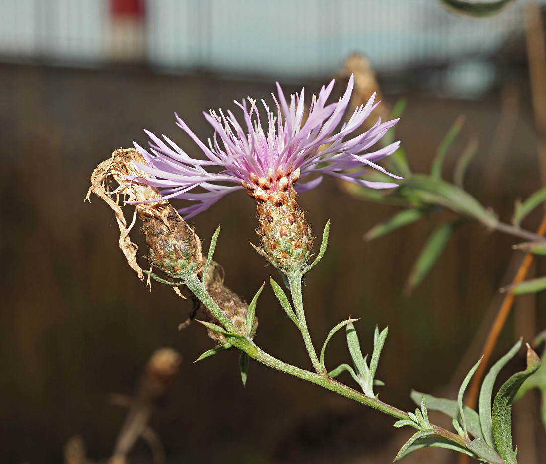 Image of genus Centaurea specimen.