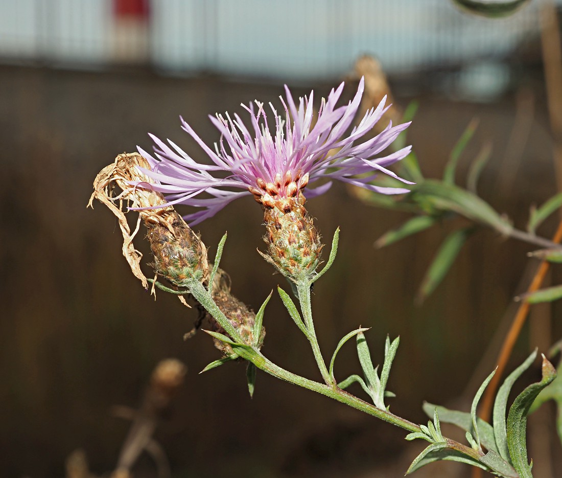 Изображение особи род Centaurea.