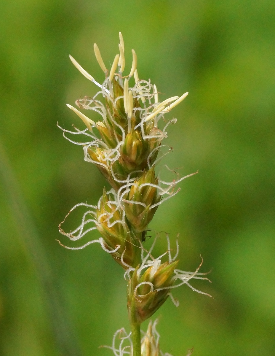 Изображение особи Carex divulsa.