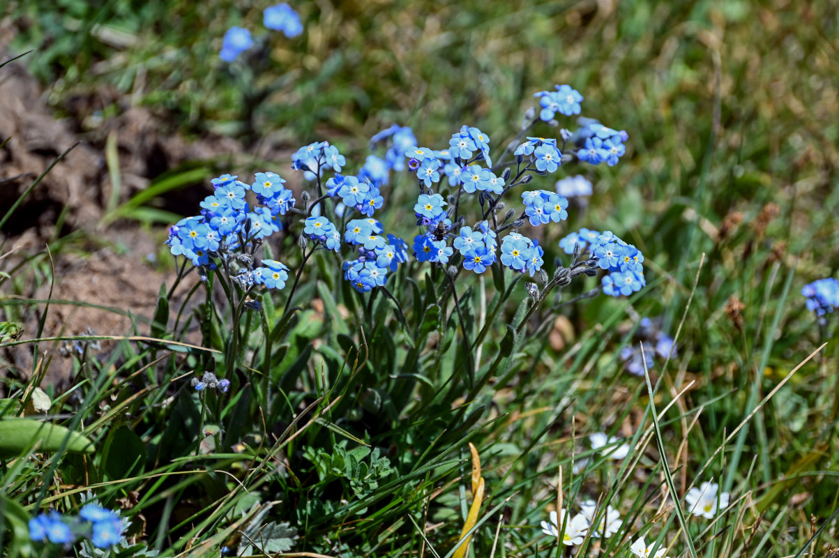 Image of genus Myosotis specimen.