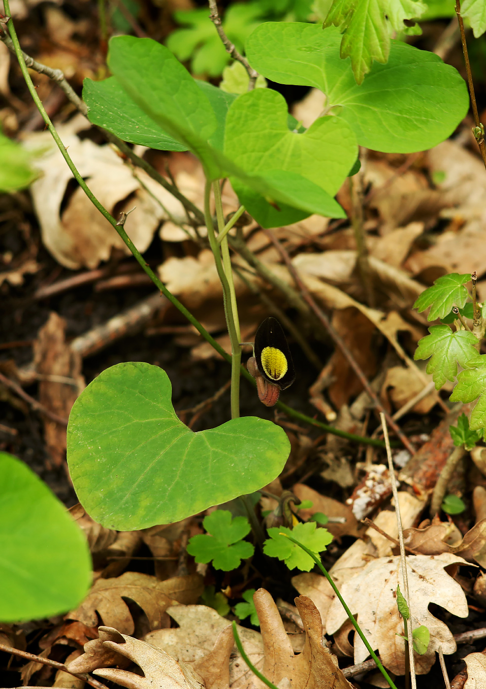 Image of Aristolochia steupii specimen.