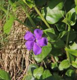 Vinca pubescens