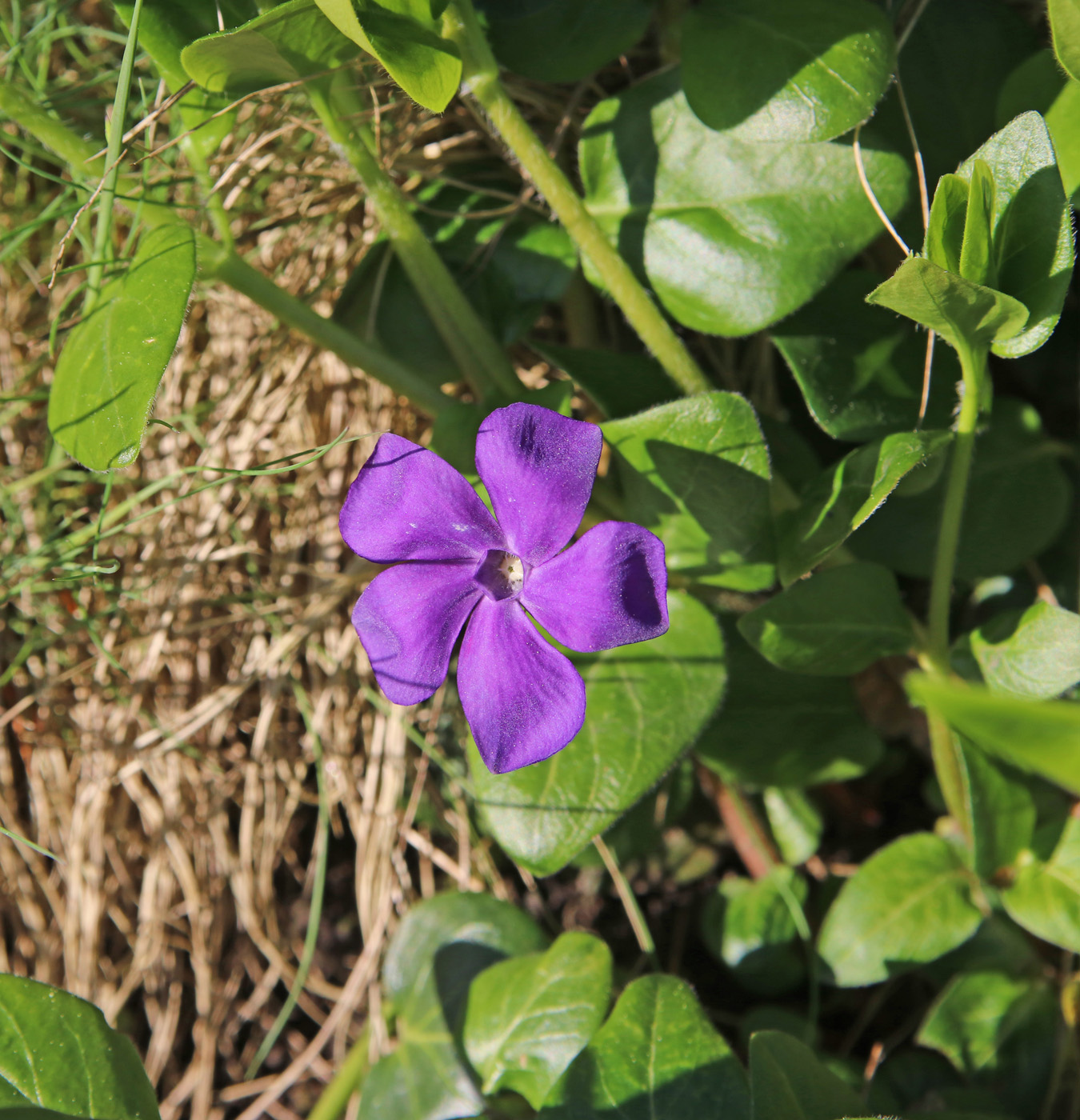 Изображение особи Vinca pubescens.