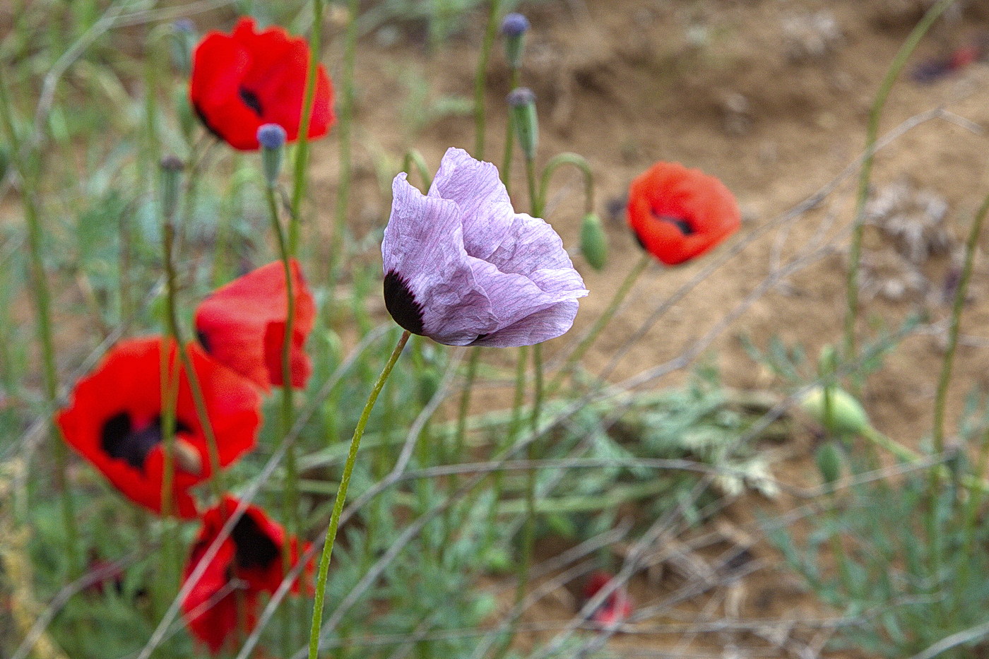 Изображение особи Papaver arenarium.