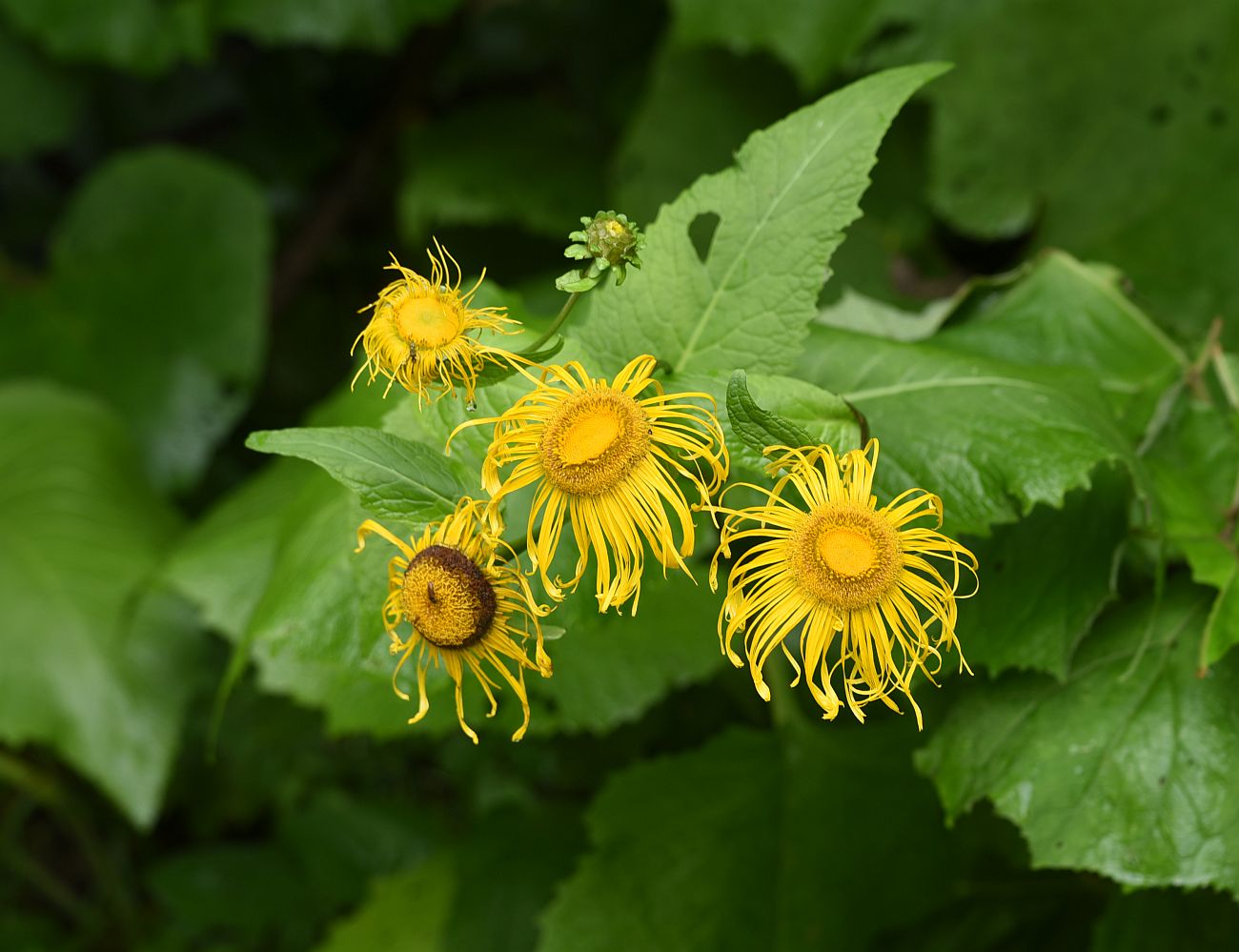 Image of Telekia speciosa specimen.