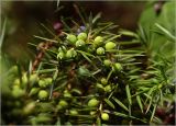 Juniperus communis