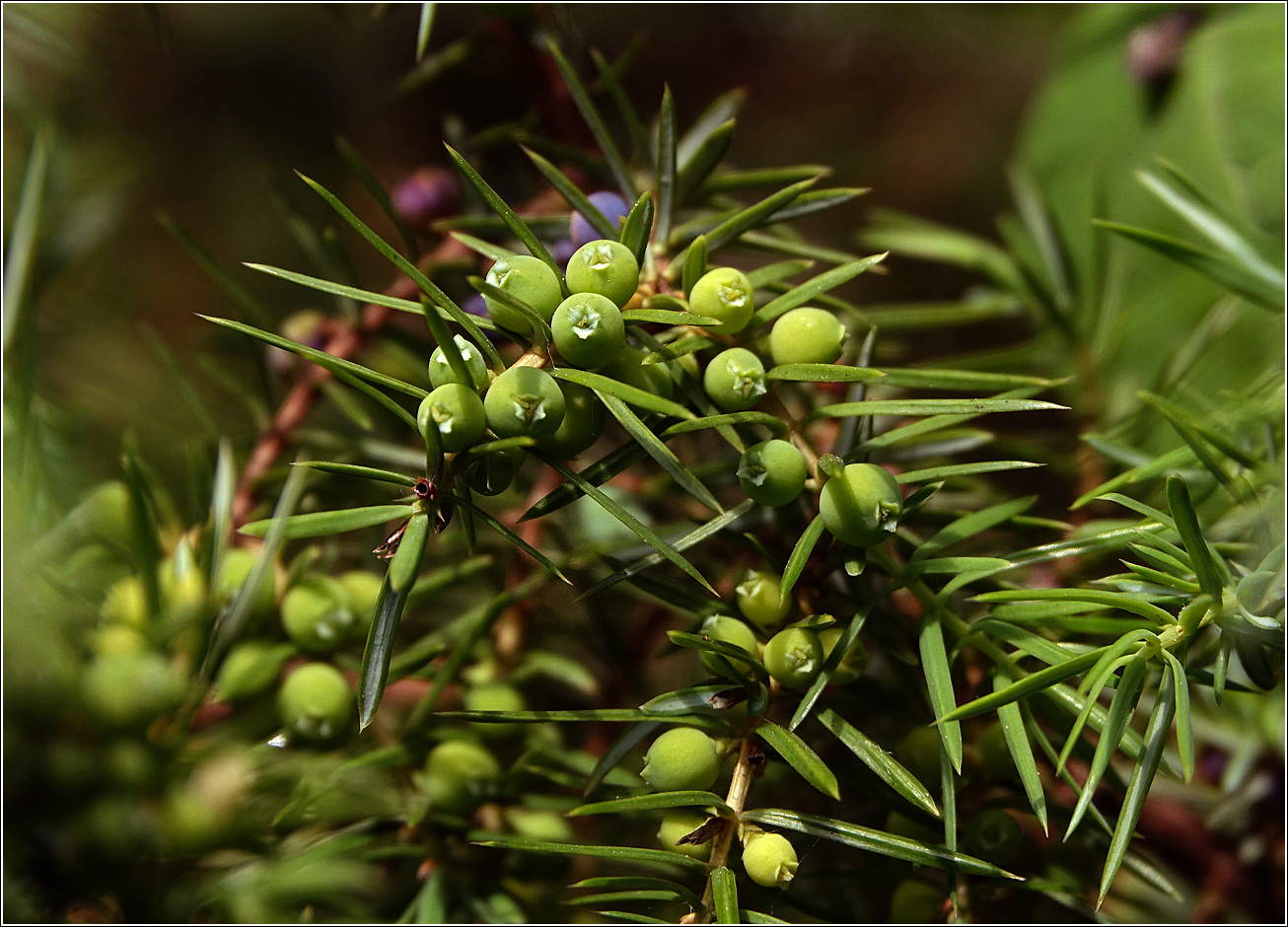 Изображение особи Juniperus communis.