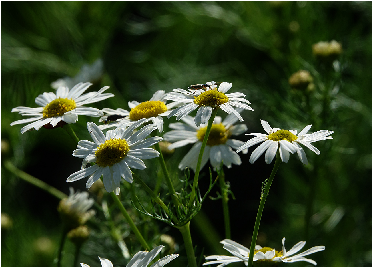 Изображение особи Tripleurospermum inodorum.