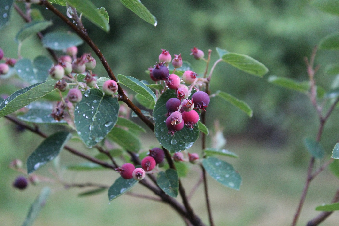 Image of Amelanchier ovalis specimen.