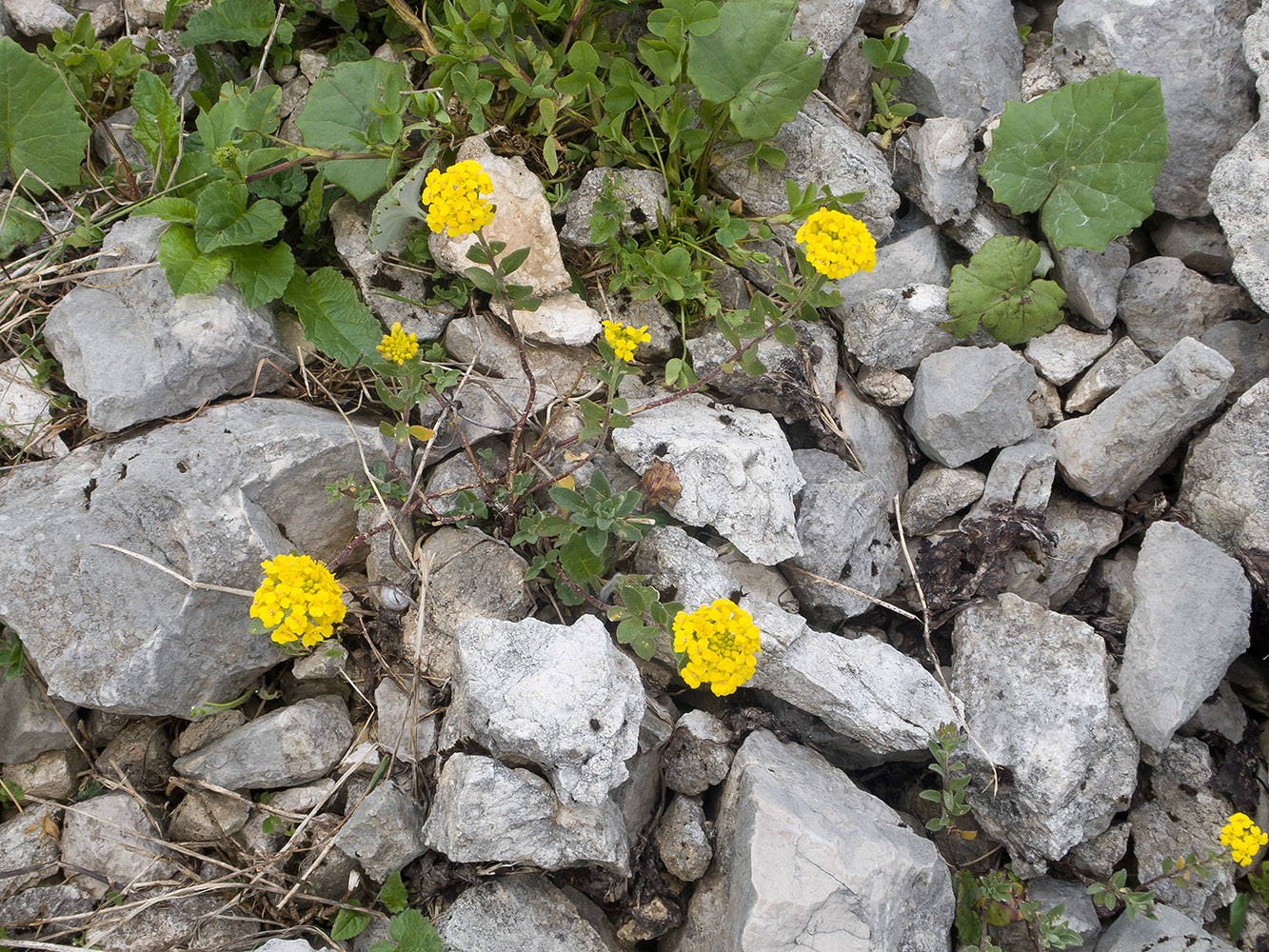 Image of Alyssum oschtenicum specimen.