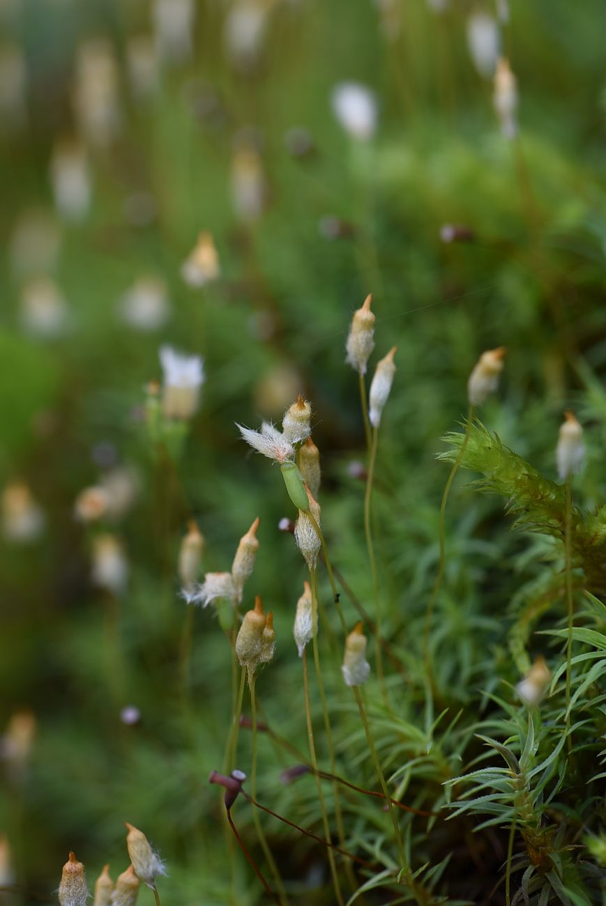 Изображение особи род Polytrichum.