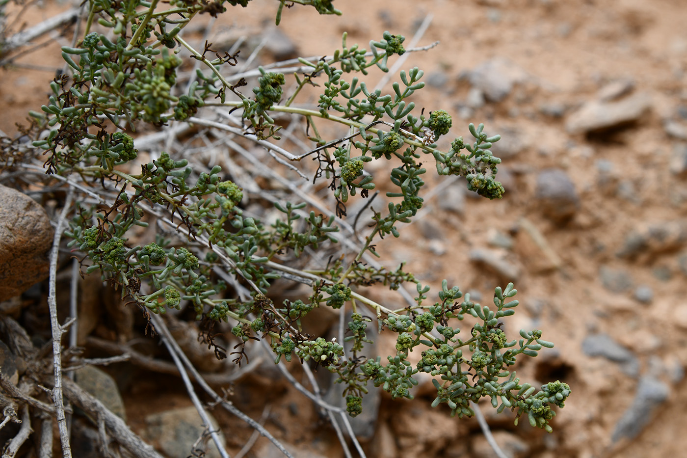 Image of Iljinia regelii specimen.