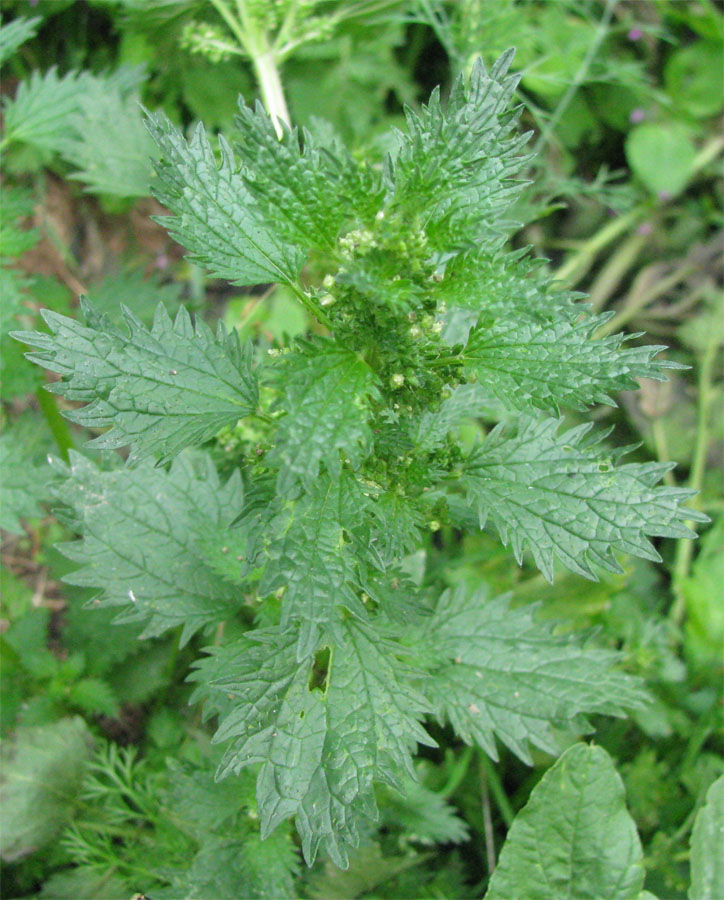 Image of Urtica urens specimen.