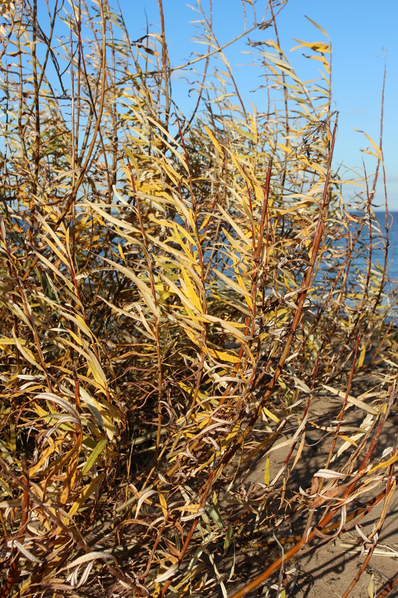 Image of Salix viminalis specimen.