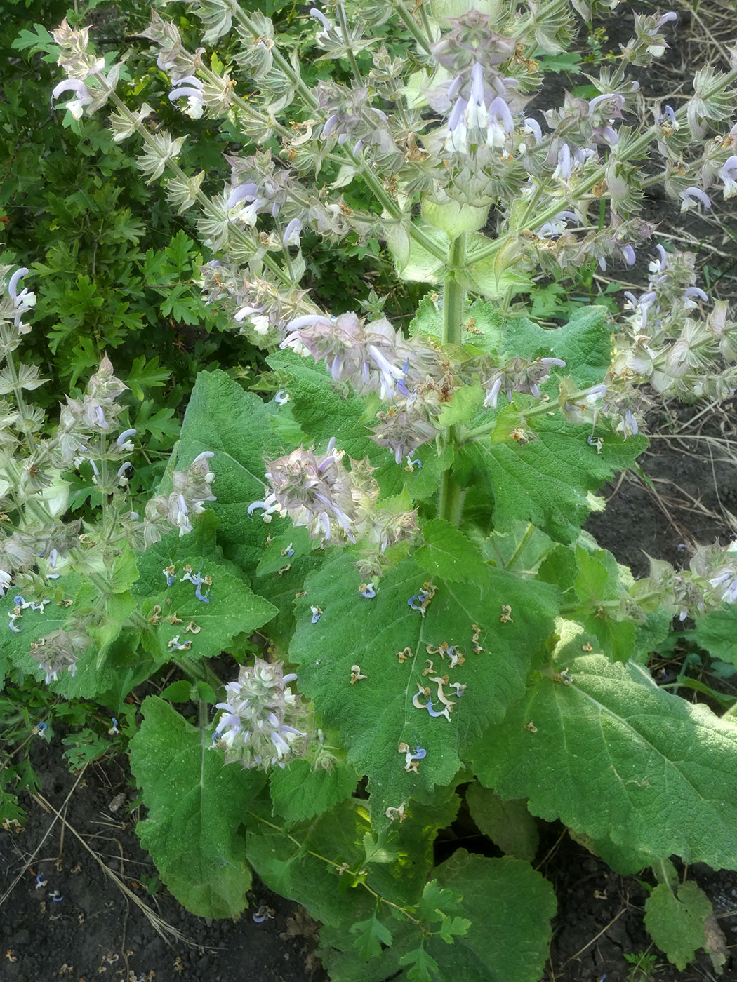Image of Salvia sclarea specimen.