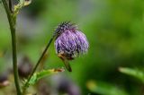 Cirsium kamtschaticum. Соцветие с кормящимся шмелём. Курильские о-ва, о-в Кунашир, мыс Сукачёва, приморский луг. 22.08.2022.