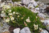 Trifolium polyphyllum. Цветущее растение. Карачаево-Черкесия, Карачаевский р-н, Большой Кавказ, ущелье Чунгур-Джар, ур. \"Аэродром\", левый берег реки Чунгур-Джар, ≈ 2670 м н.у.м., задернованная каменисто-щебнистая россыпь, 22.07.2023.