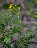 Tanacetum boreale. Верхушка побега с соцветиями. Красноярский край, Таймырский Долгано-Ненецкий р-н, плато Путорана, долина р. Кутарамакан, прибрежный галечник. 25.07.2023.