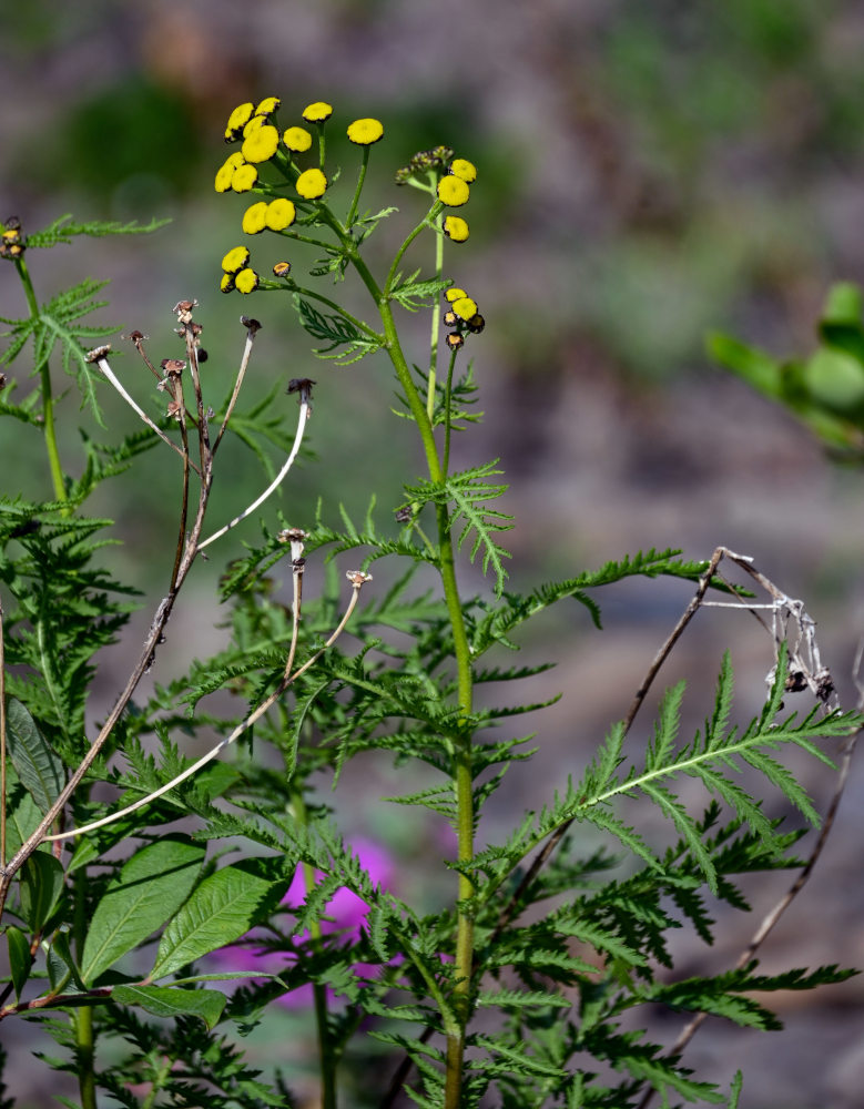 Image of Tanacetum boreale specimen.