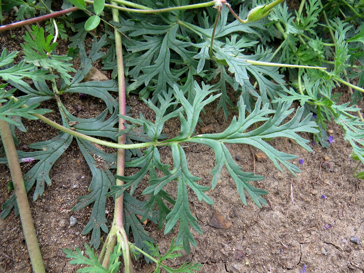 Изображение особи Erodium stephanianum.