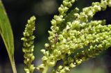 genus Amaranthus. Верхушка соцветия с сидящим клопом. Таиланд, Бангкок, парк Люмпини, незасеянное пространство под деревьями. 31.08.2023.