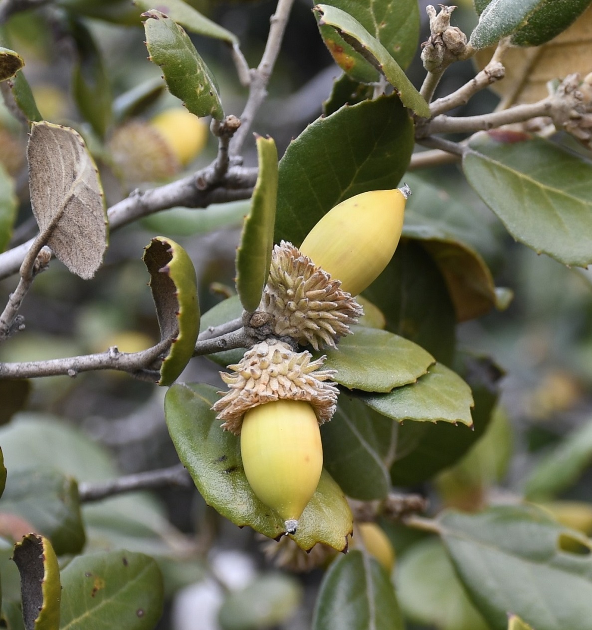 Image of Quercus alnifolia specimen.