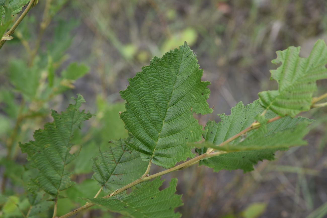 Image of Alnus incana specimen.