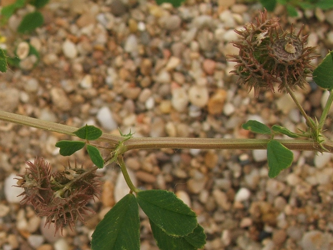 Image of Medicago denticulata specimen.